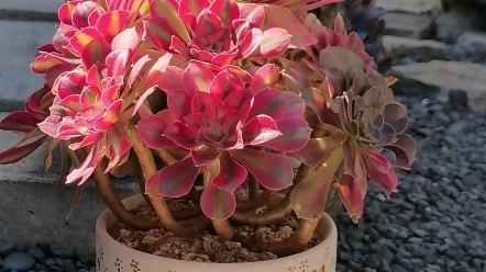 多肉法师粉女巫是最好看的没意见吧?