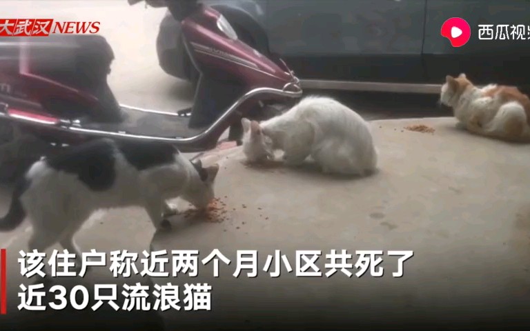 [图]男子带猎犬进入小区，一个月就猎杀了30只流浪猫！