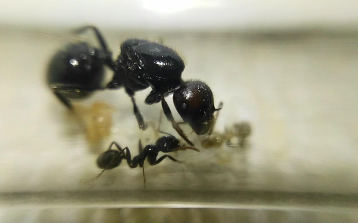 【原生收获蚁】出工视频