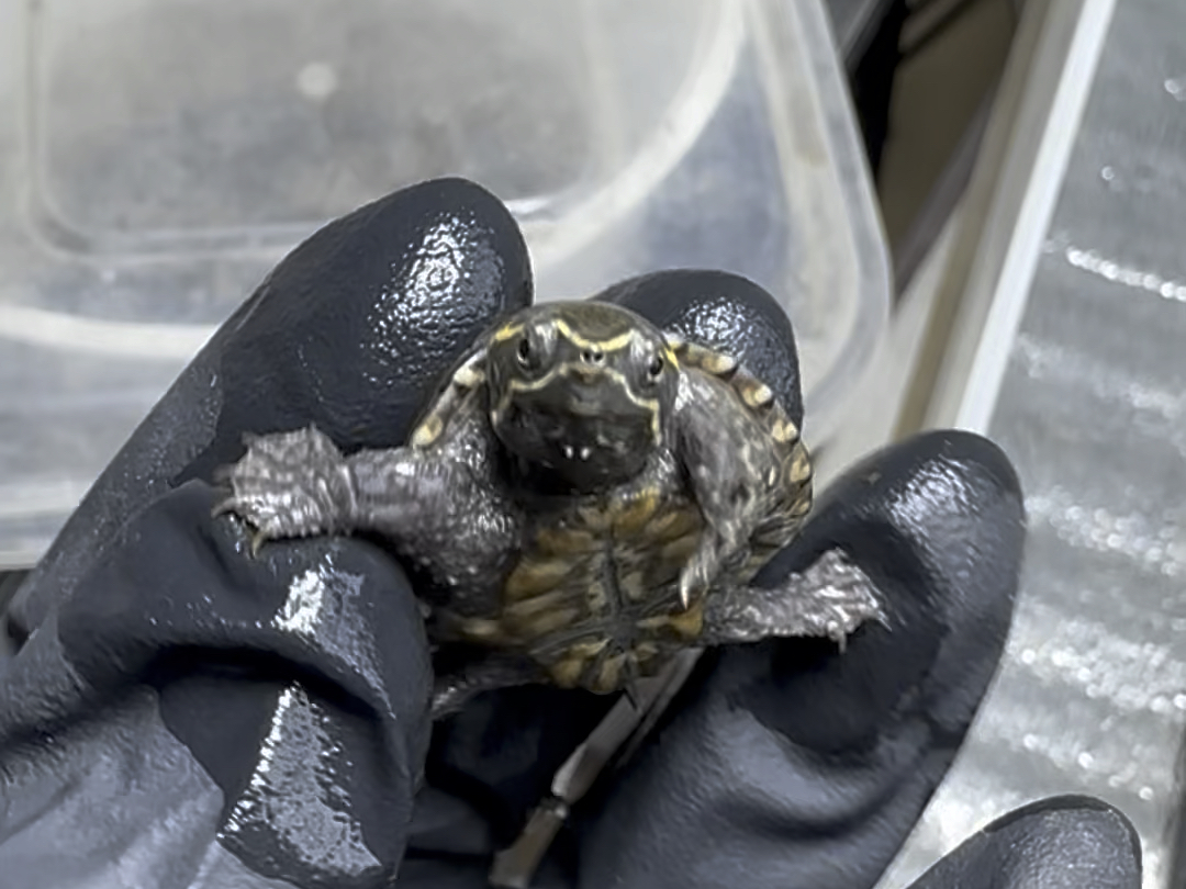 麝香蛋龟,好玩