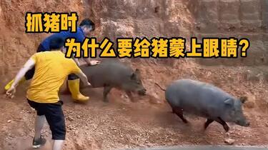抓猪时，为什么要给猪蒙上眼睛呢？ #科普#解压#抓猪#社畜_哔哩哔哩_