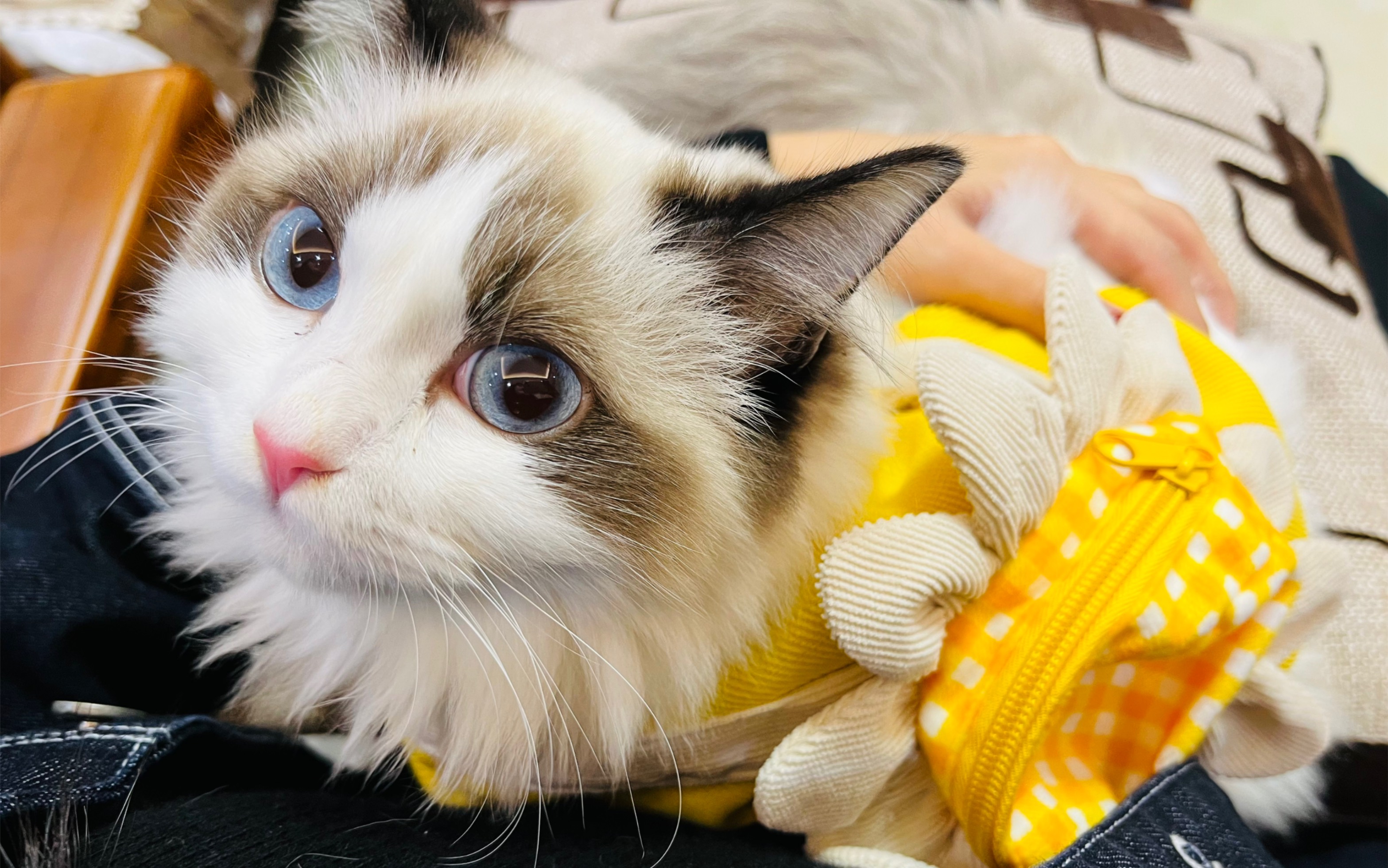 不陪我守夜的困猫布偶猫睡觉颜值颠覆印象秒掉下水沟