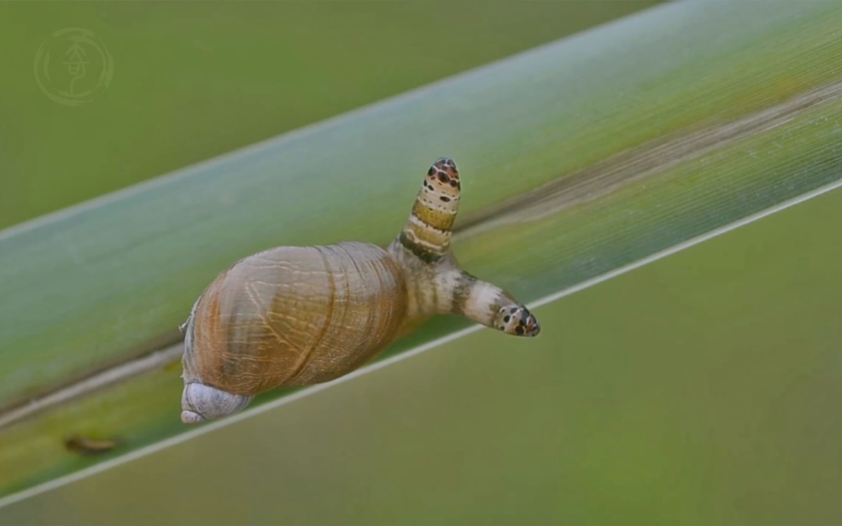 [图]闪烁吧！来自僵尸蜗牛的疯狂！诡异的眼部寄生虫！