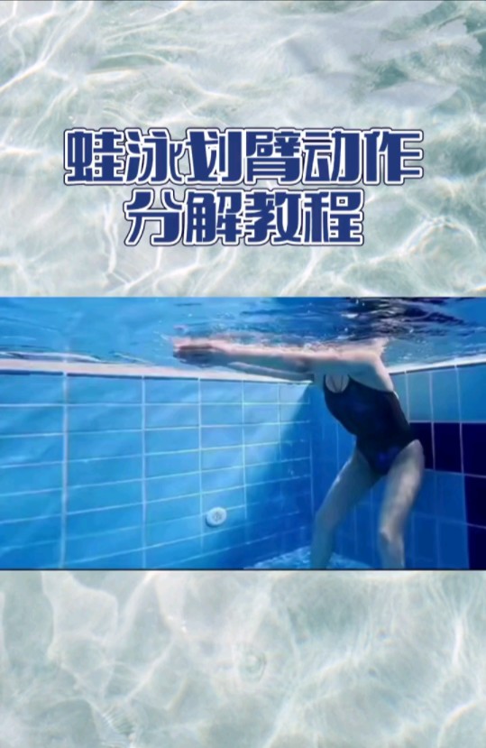 蛙泳分解教程哔哩哔哩bilibili