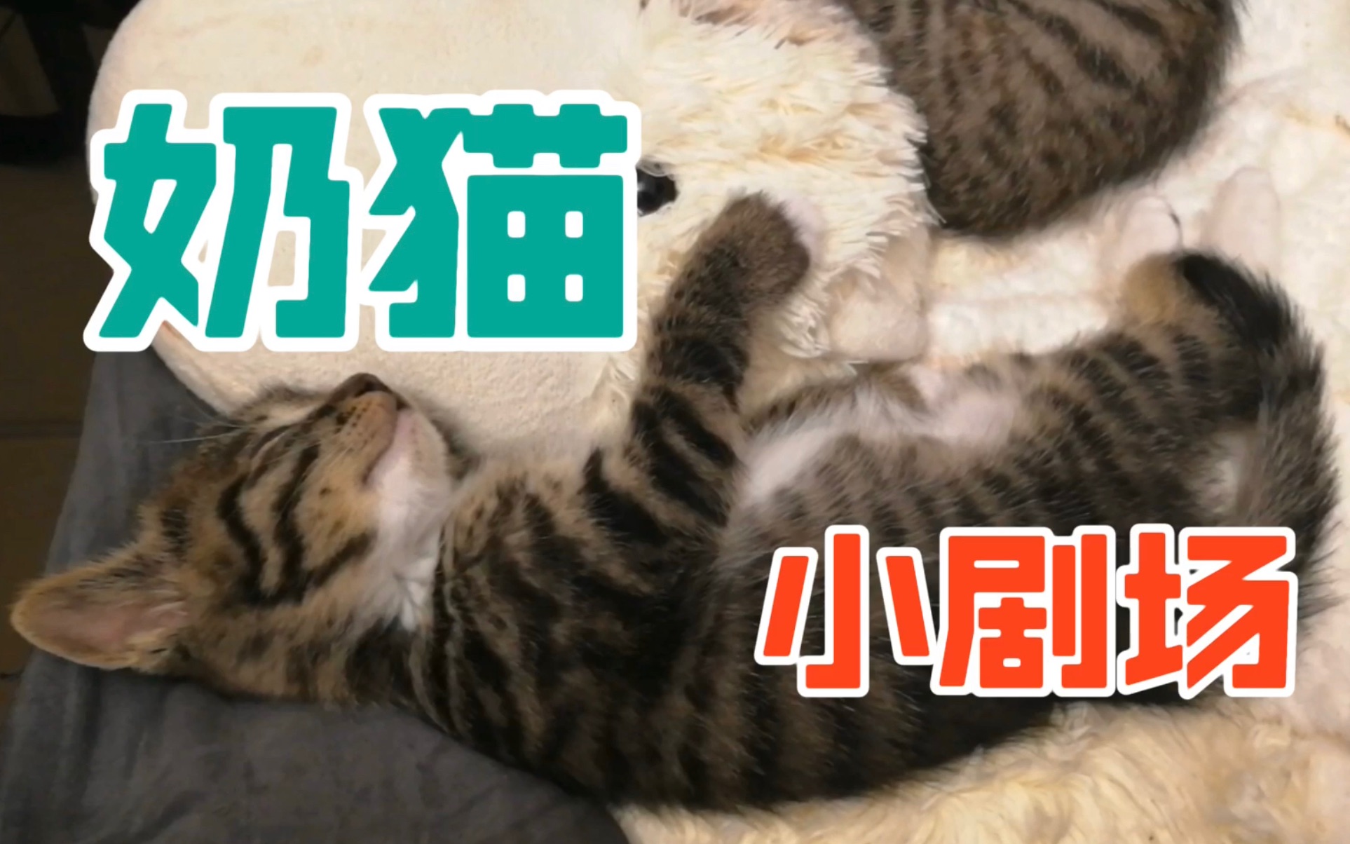 【奶猫】小奶猫睡觉的样子太可爱啦!哔哩哔哩bilibili