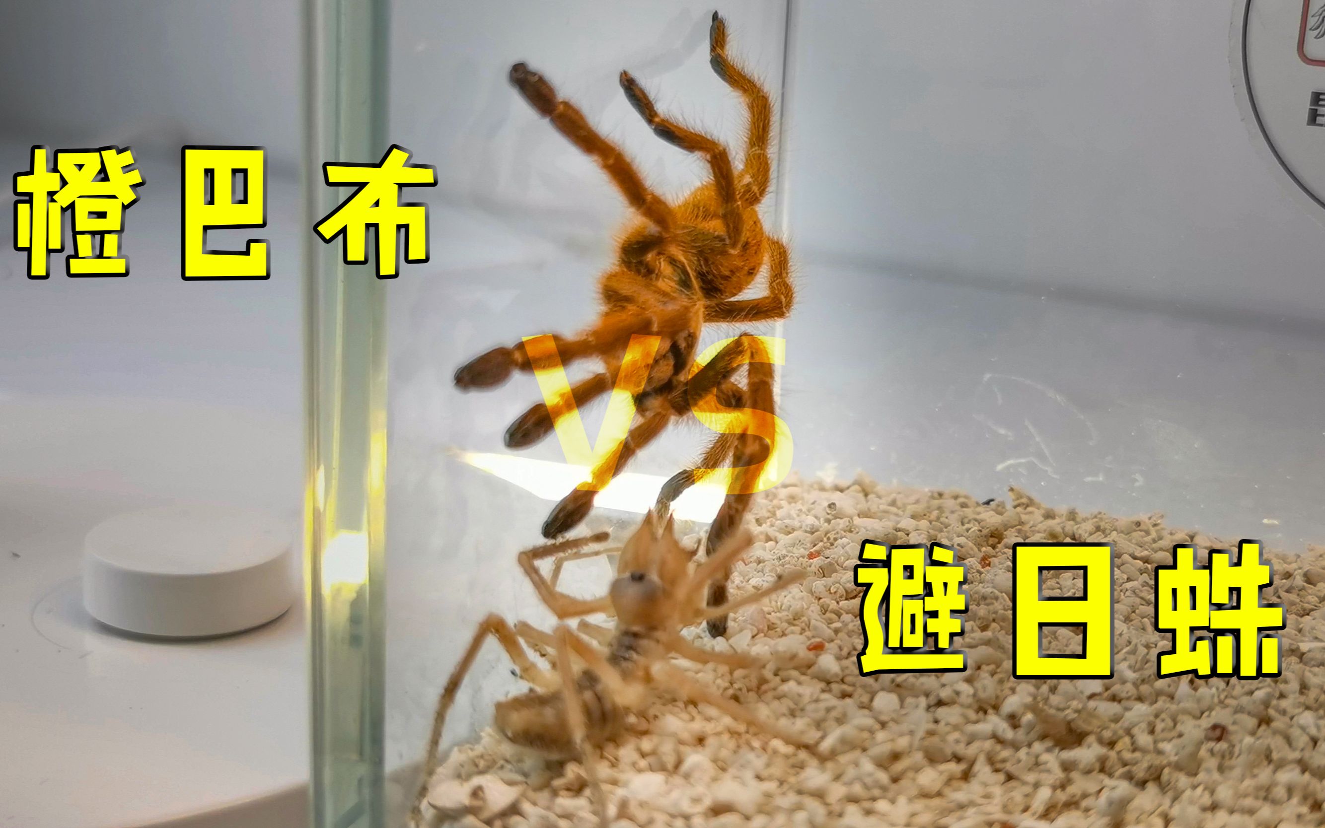 避日蛛vs橙巴布这蜘蛛太强了开局就把对手给秒杀了