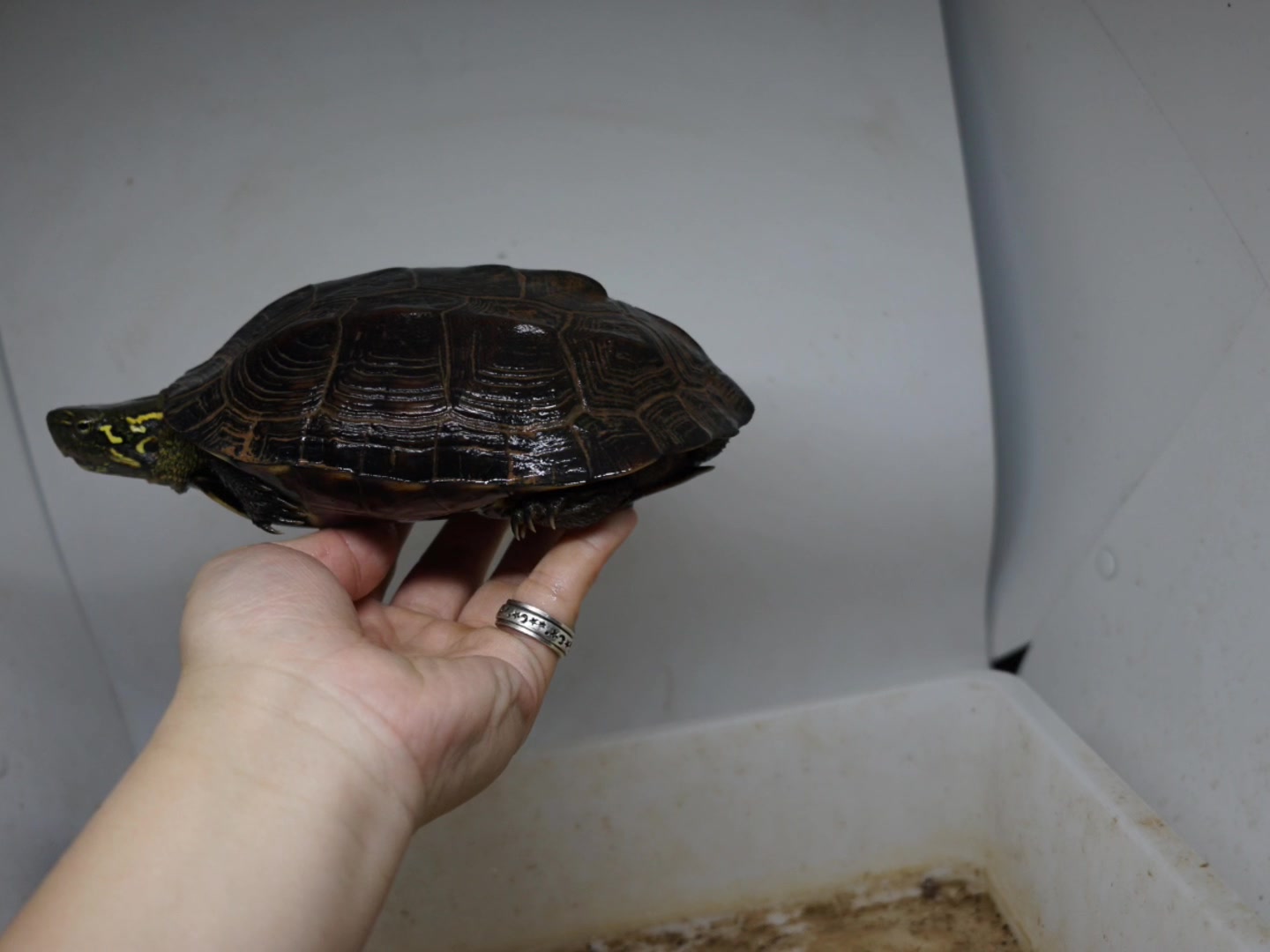 【草龟】锈墨彩出(日常)紫檀水锈包浆母草龟_哔哩哔哩 (゜-゜)つロ