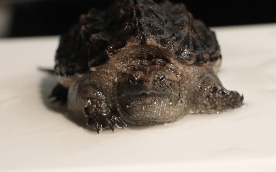 佛鳄,变异大鳄,原色大鳄喂食,今天第一次喂牛肉