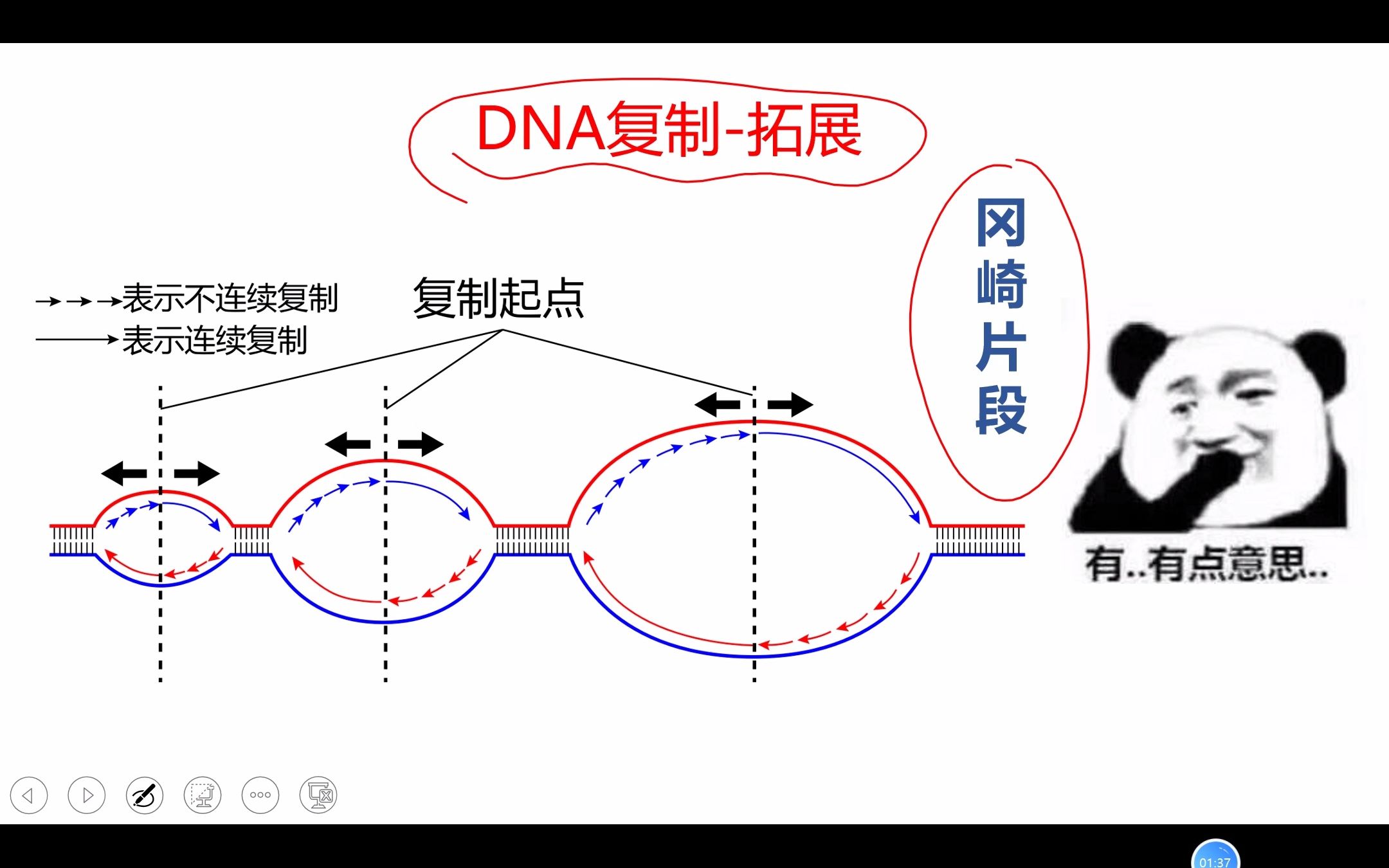 冈崎片段,多起点、双向、半不连续复制哔哩哔哩bilibili