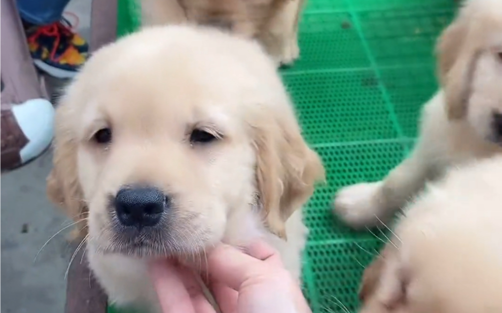 帮粉丝选只大头版沙滩金金毛