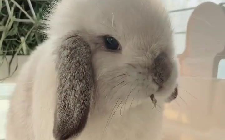 霜白垂耳兔