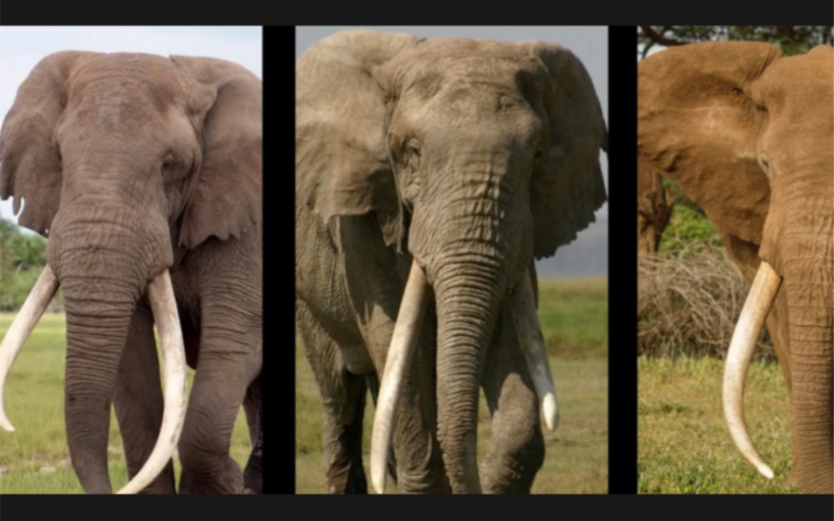 大象#纪录片#动物世界