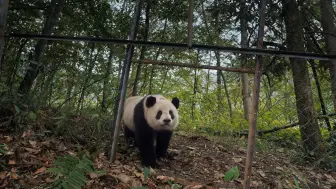 Скачать видео: 10岁大熊猫倩倩去年已被野放，第一次野放被野兽咬伤，3天3夜没吃东西