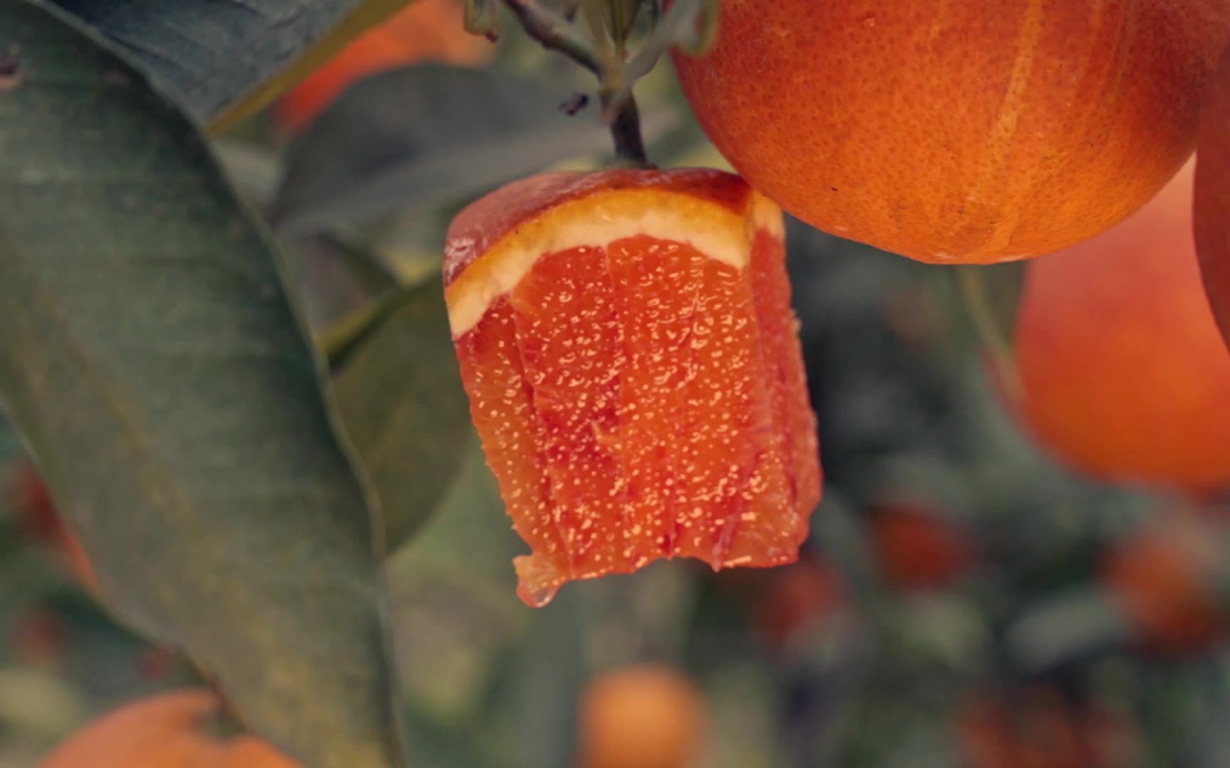 血橙的时节树上的血橙是什么样的呢