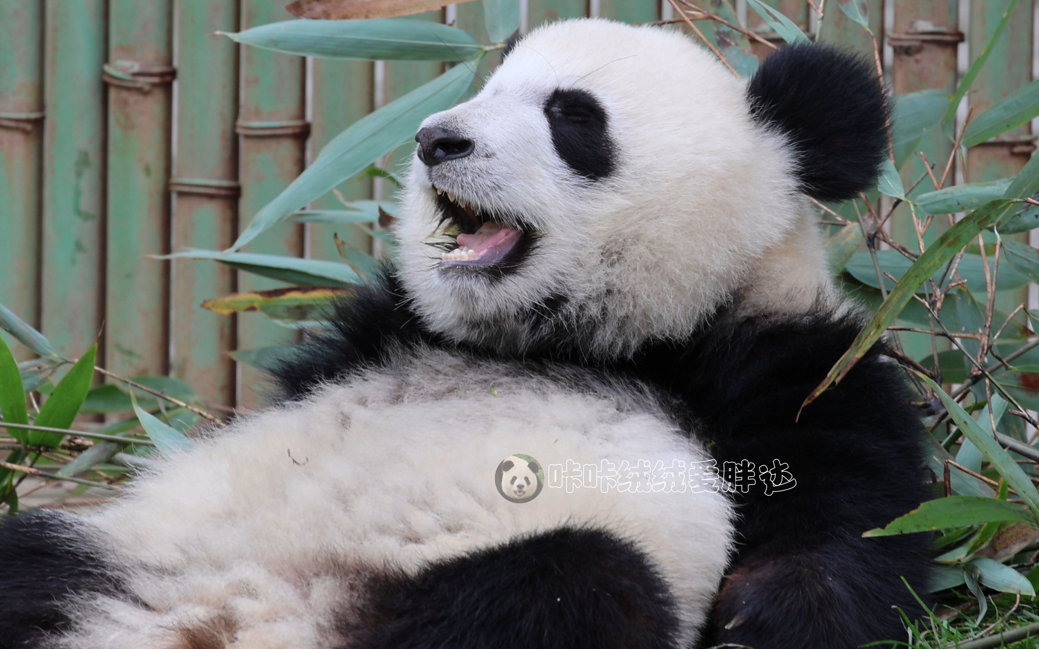 【大熊猫秦大朵】秦大朵(沛沛)眯起眼睛享受美味的小草,秦岭熊熊就没