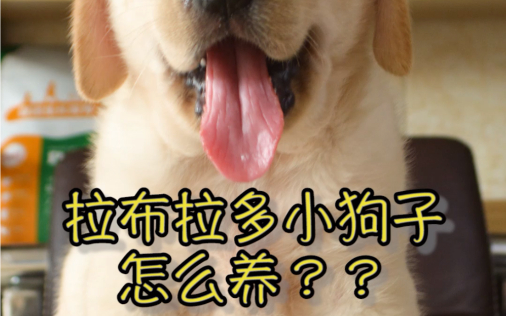 【铲屎官强哥】拉布拉多幼犬怎么养?哔哩哔哩bilibili