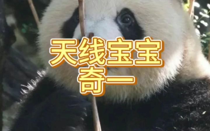 大熊猫简介十四弹——奇一哔哩哔哩bilibili