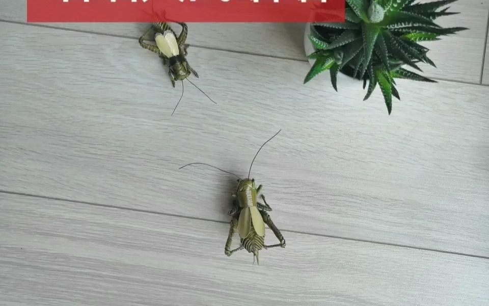 【非遗棕编】草编蝈蝈大战蛐蛐