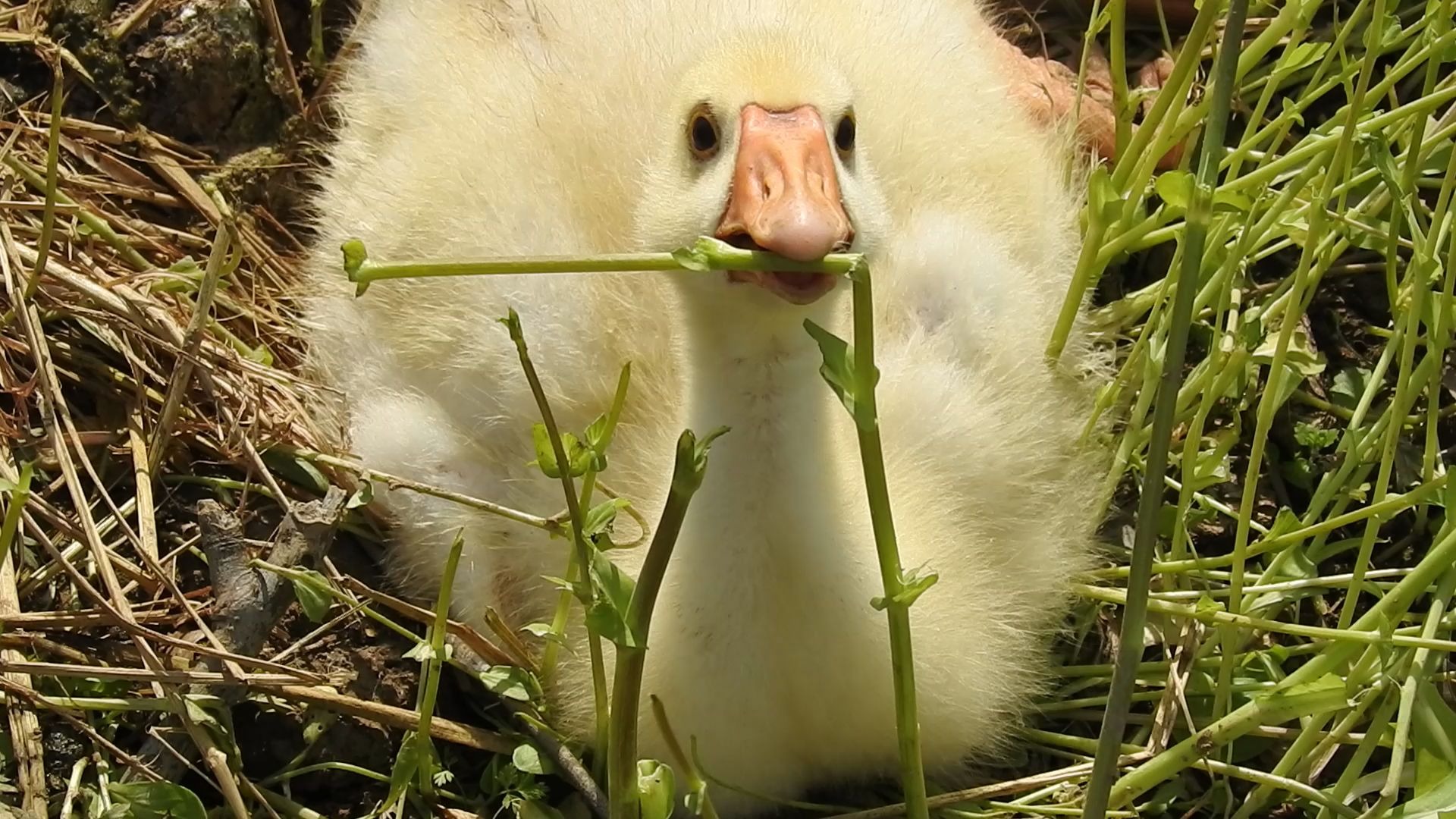 观物小记:毛茸茸的小肥鹅_哔哩哔哩 (゜-゜)つロ 干杯~-bilibili
