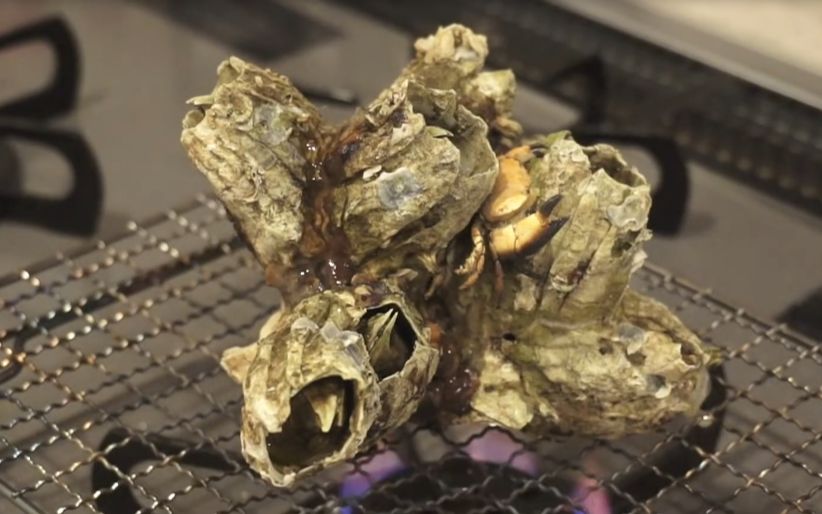 藤壶怪!好久不见!烤着吃一吃?