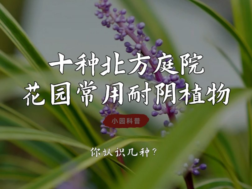 十种北方庭院花园常用耐阴植物,你知道么?哔哩哔哩bilibili