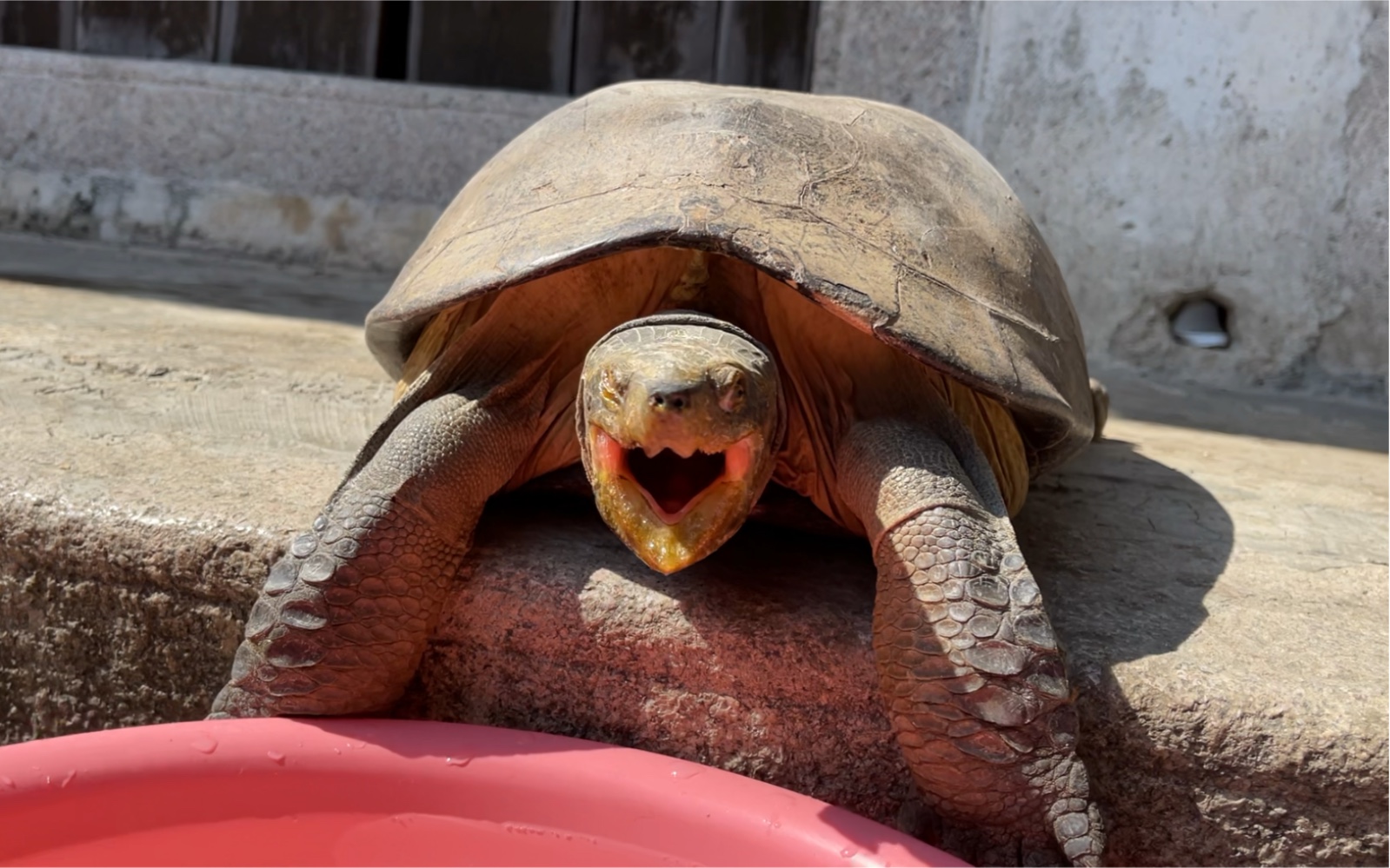 千年老龟张大嘴巴,这是想干啥呢?