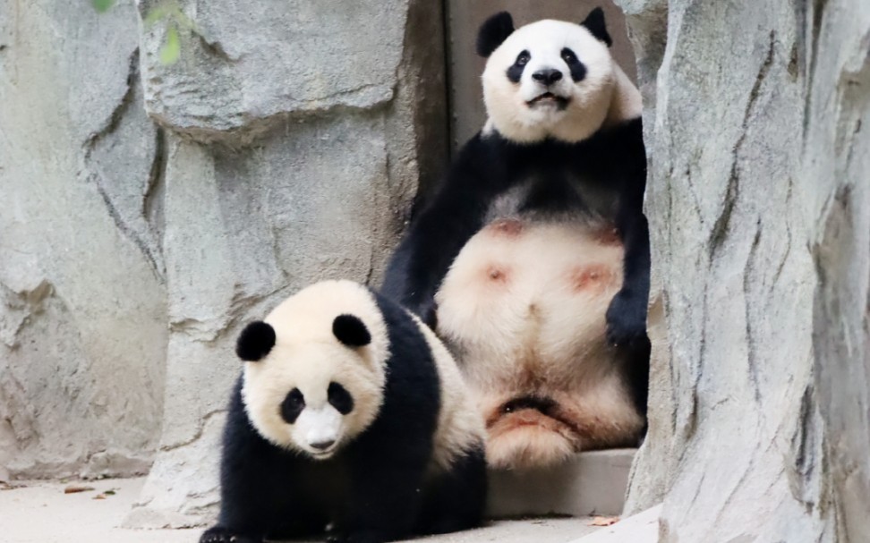 大熊猫绩丽成风不想上班只想翘班坐在门口乖乖等开门