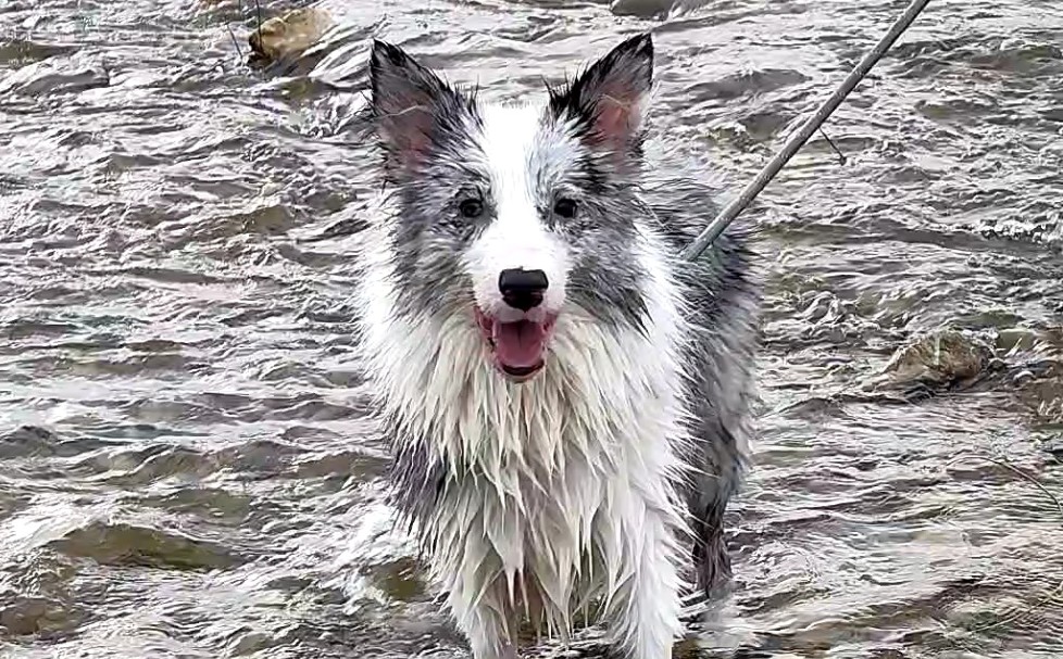 什么叫落水狗啊03