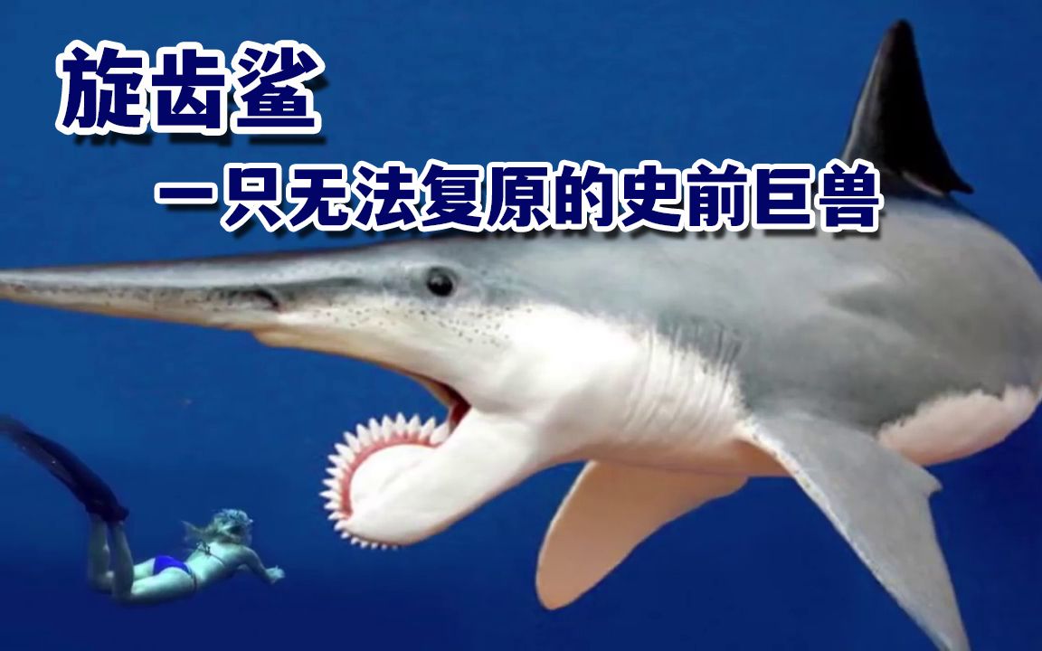 旋齿鲨折纸图片