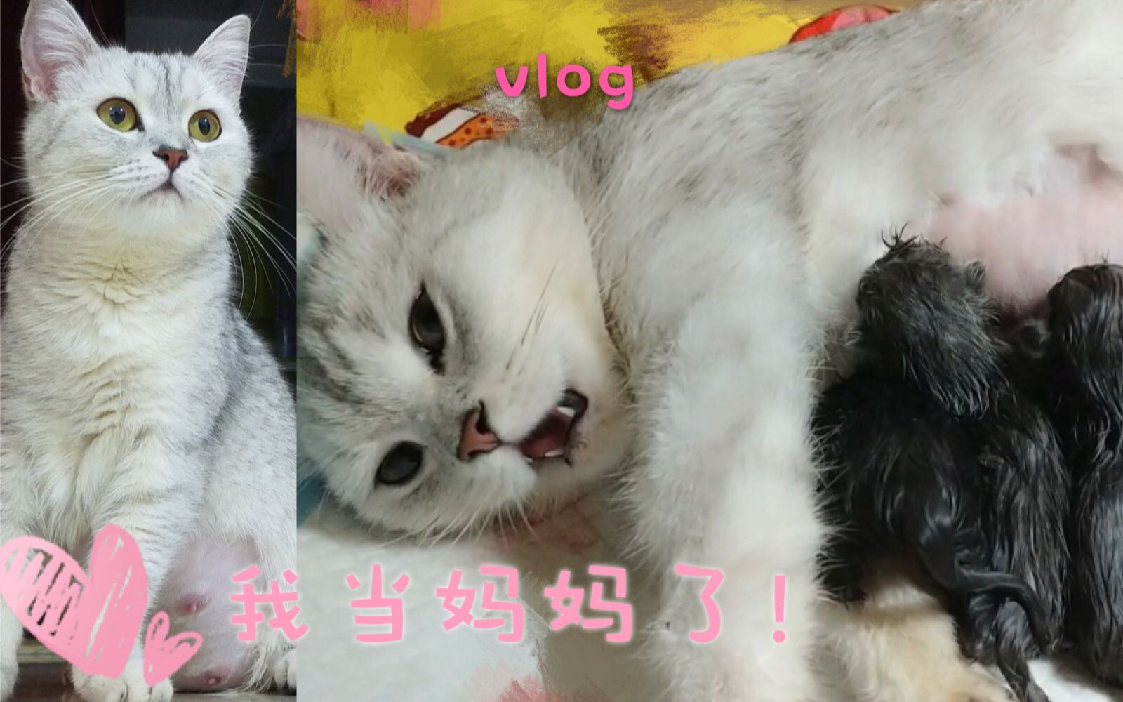 猫咪生产接生全记录vlog猫咪快生了怎么办?带猫产检|生产过程|主人心路历程哔哩哔哩bilibili