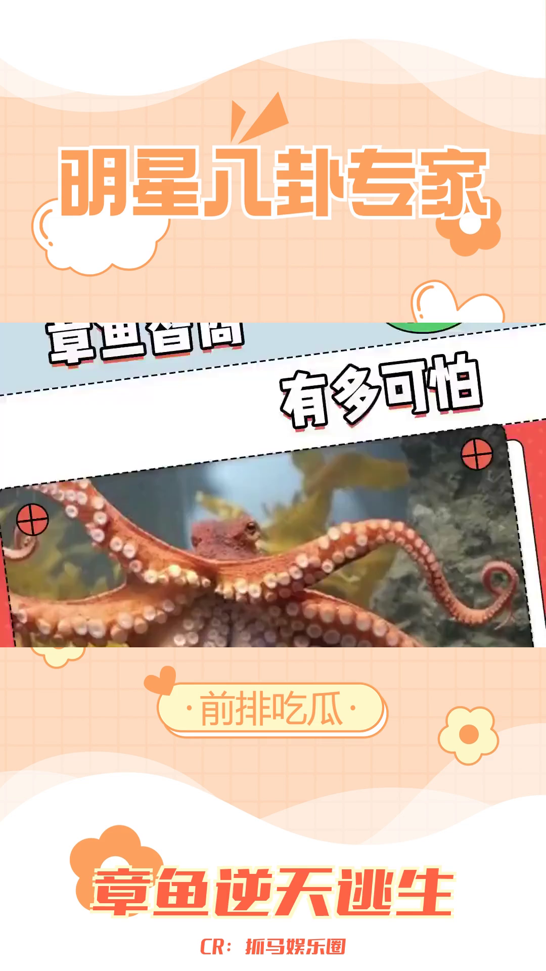 章鱼:被低估的智力生物哔哩哔哩bilibili