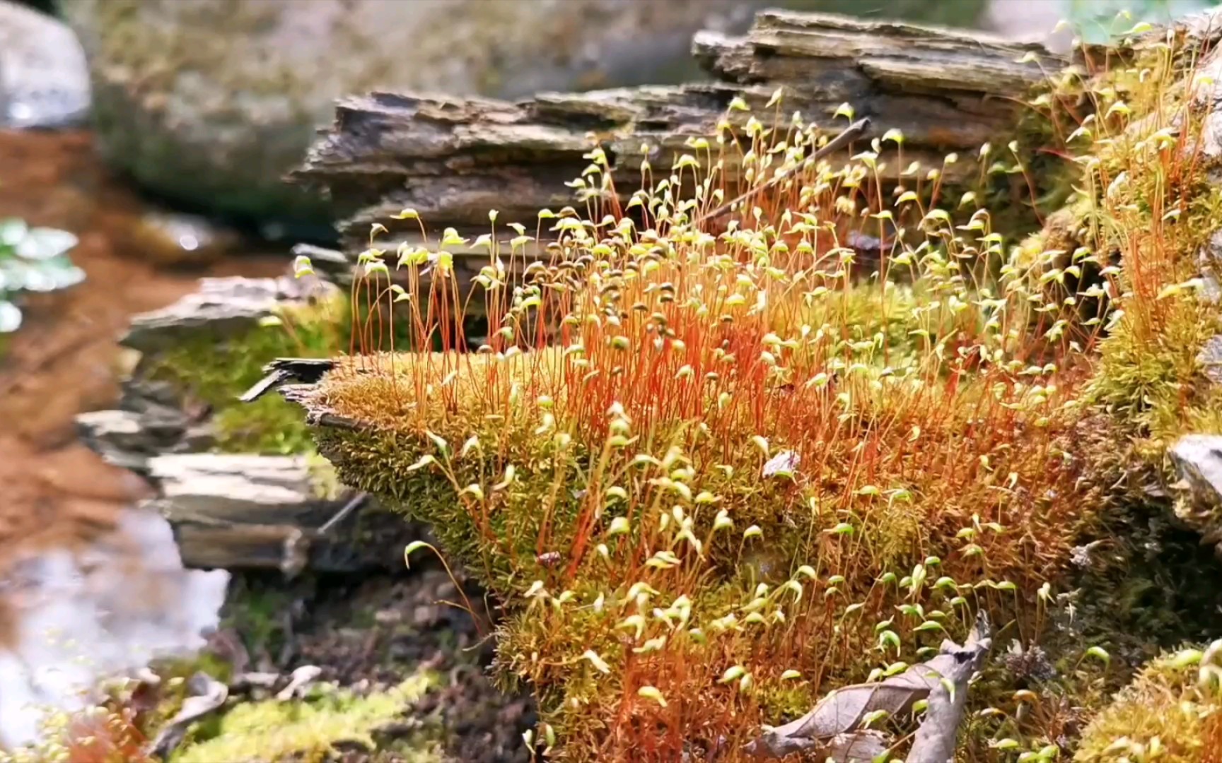 溪流边一丛特别好看的苔藓,像闯进了小精灵的秘境.