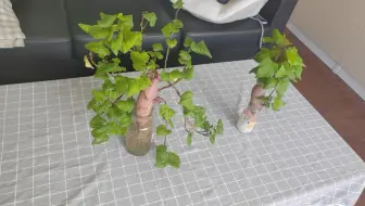 山芋盆栽