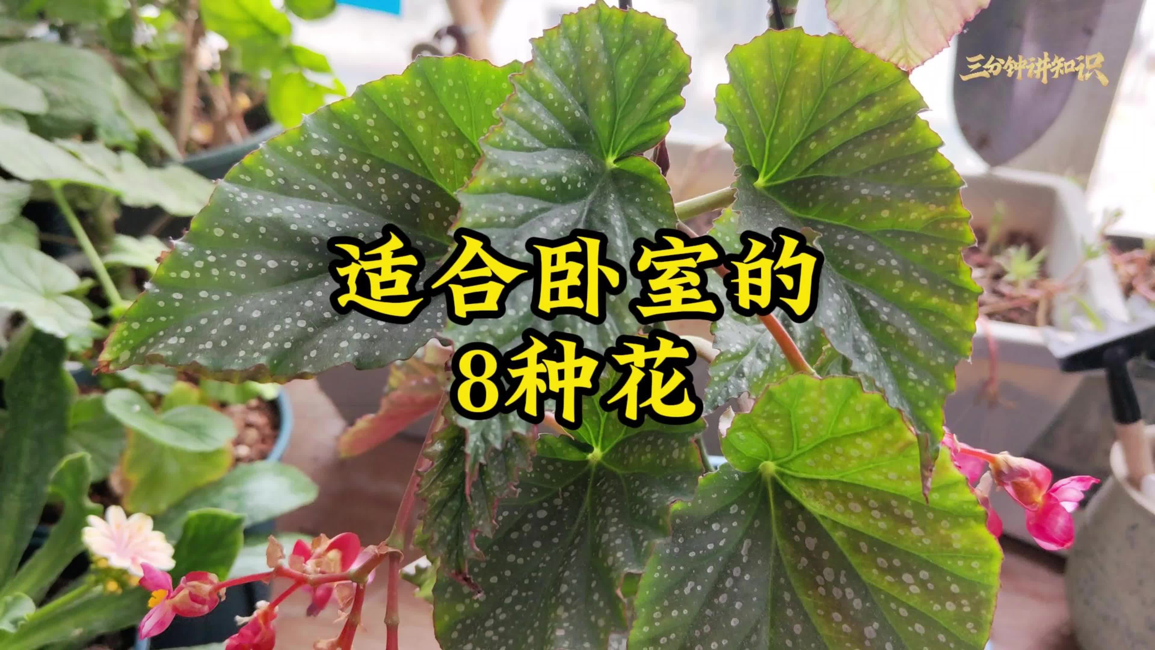 卧室必养的8种花,推荐这些,好养耐荫,净化空气哔哩哔哩bilibili