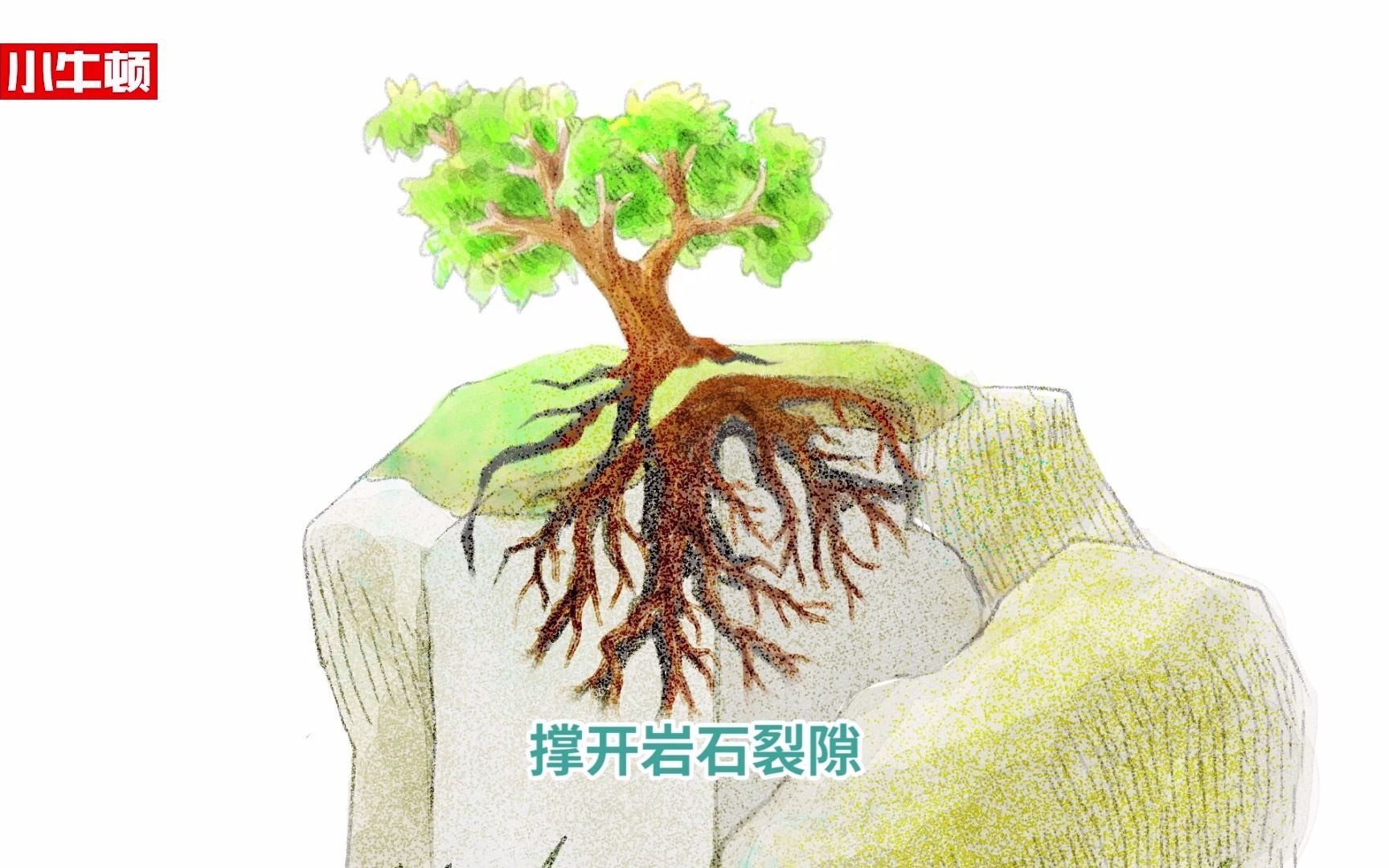 [图]植物在岩石上的生长