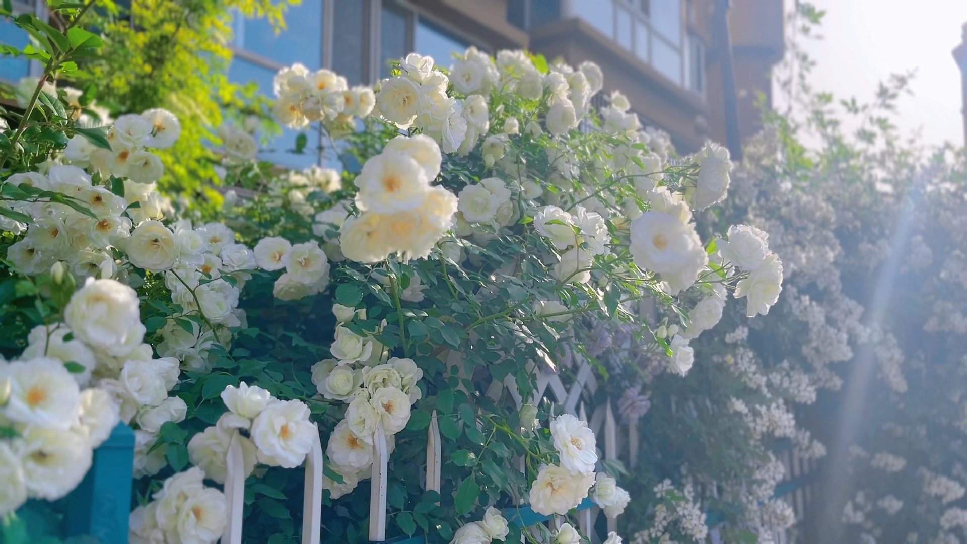 藤冰山花期图片