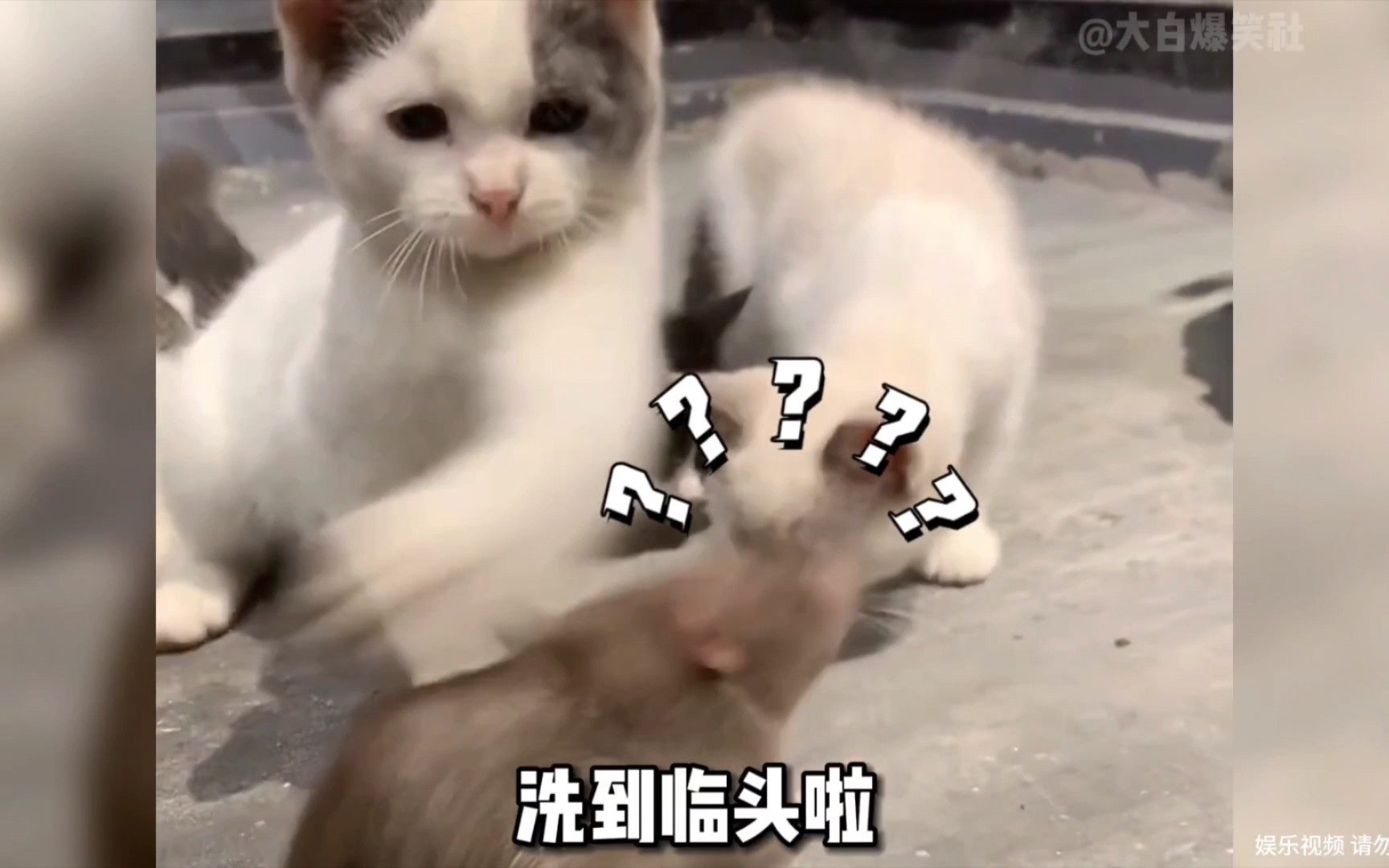 [图]猫咪的倒霉时刻