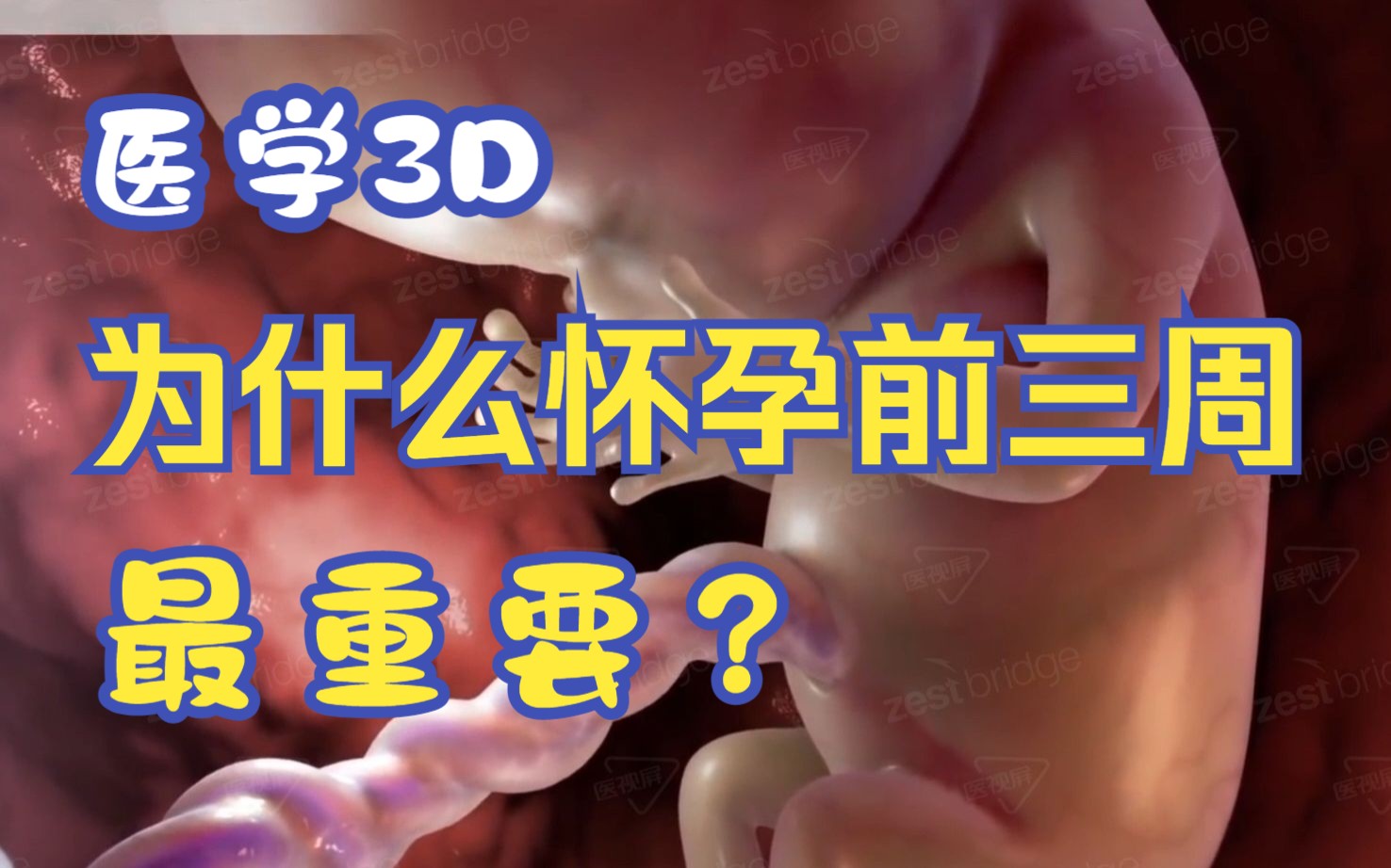 [图]【医学3D】为什么说怀孕前三个月最重要？