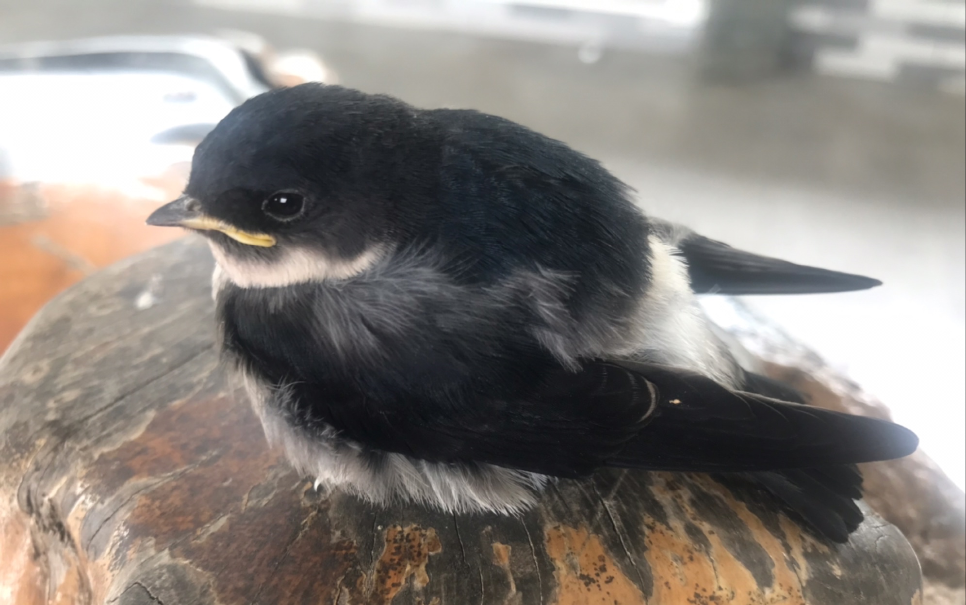 前方高能萌路边看到雏鸟燕子