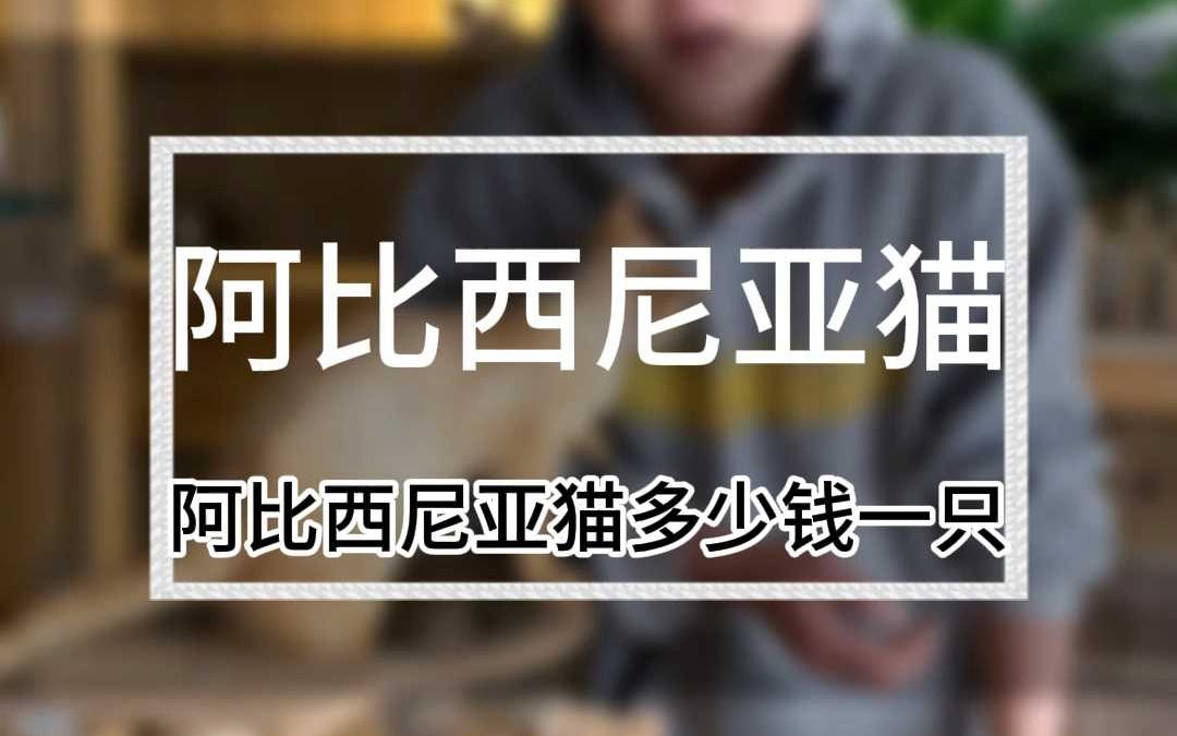 阿比西尼亚猫多少钱一只?哔哩哔哩bilibili