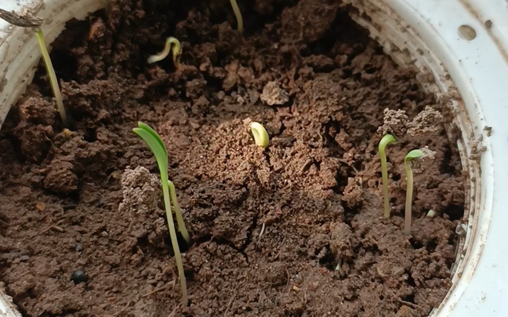 [图]种植三天的小花发芽啦