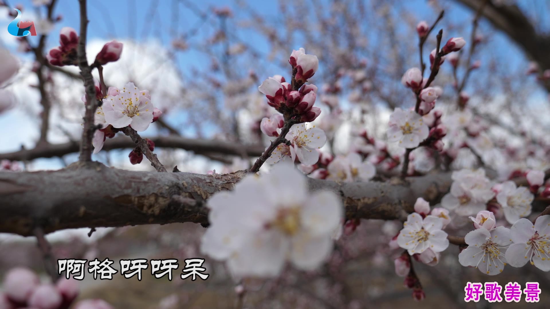 [图]石占明演唱《桃花红杏花白》，好听