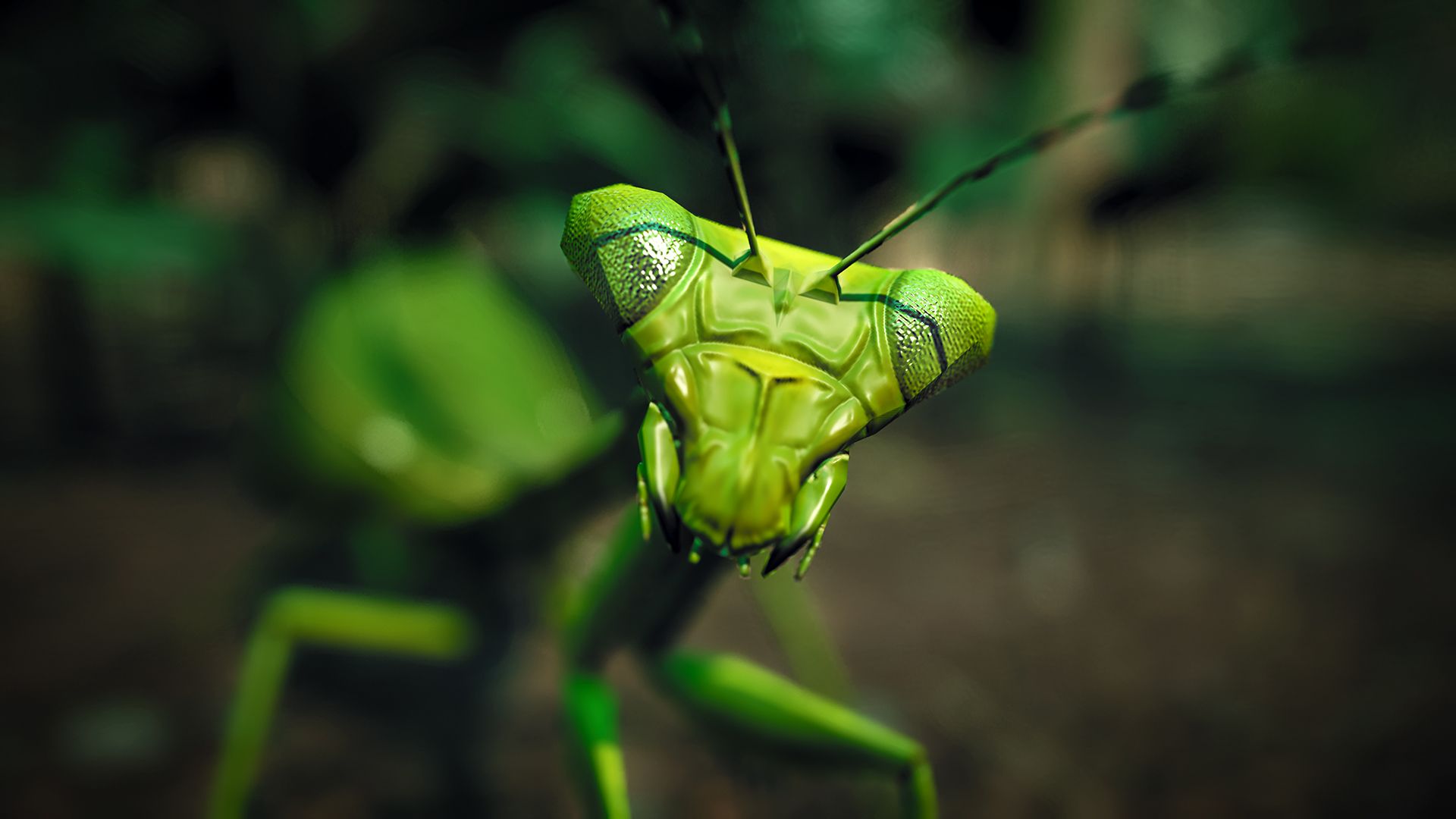 生物档案:拟叶螳螂