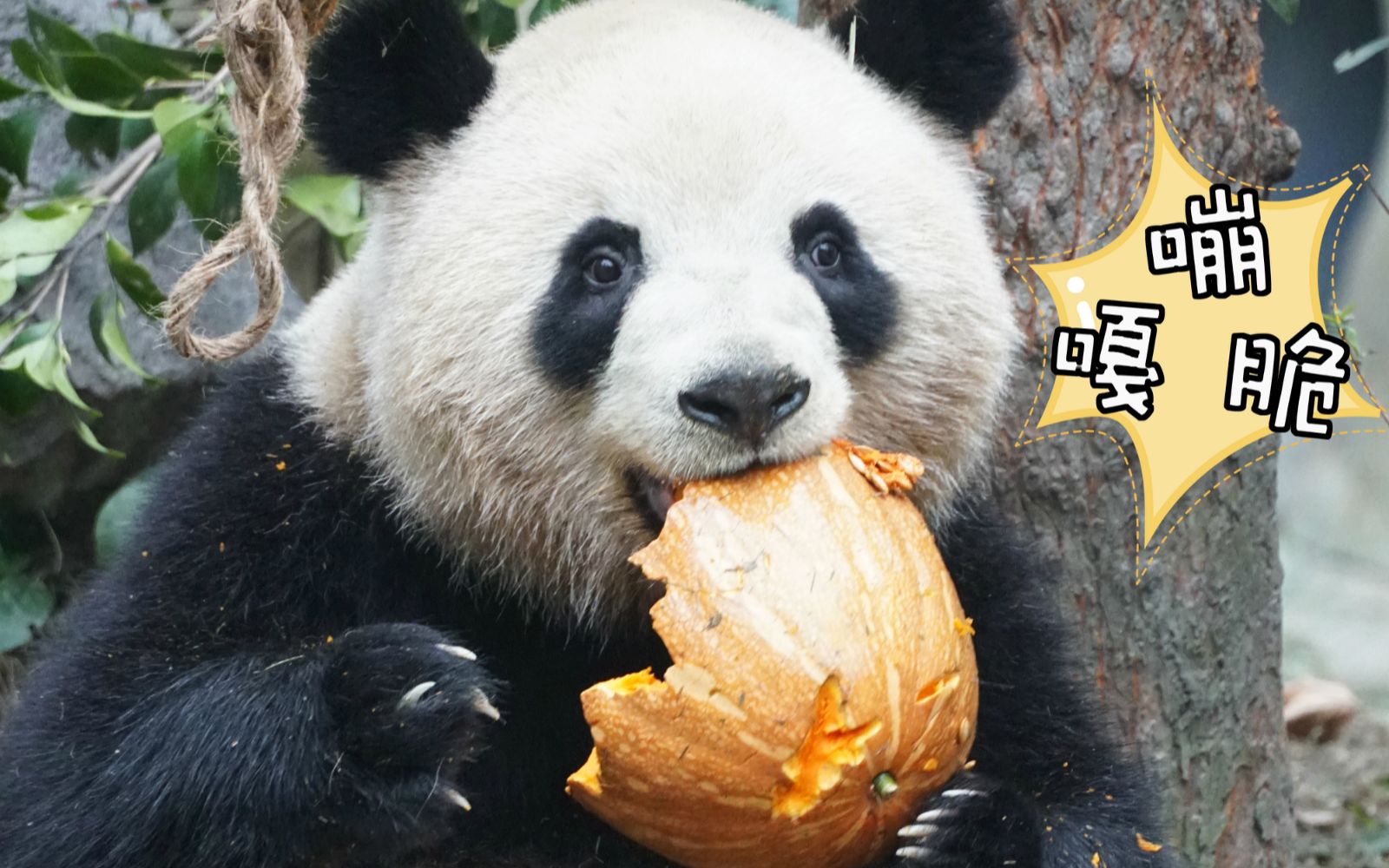 【竖屏】舌尖上的南瓜扣肉 看大熊猫梅兰肉肉吃饭最下饭!