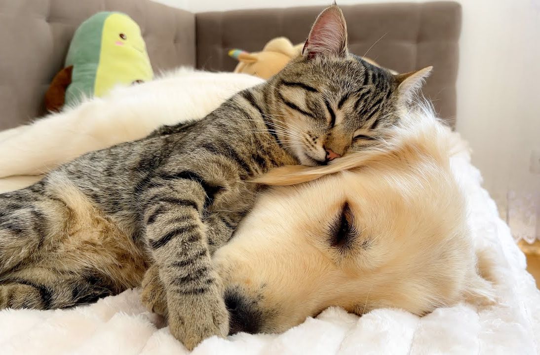 狸花猫和大金毛的下午觉时间,好闹腾又幸福的一对