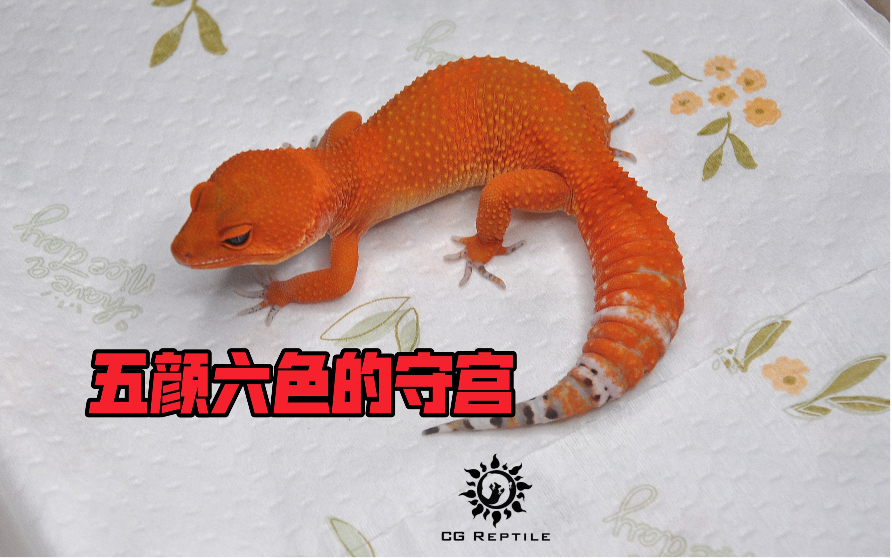 眼花缭乱！守宫原来这么多颜色！_哔哩哔哩_bilibili