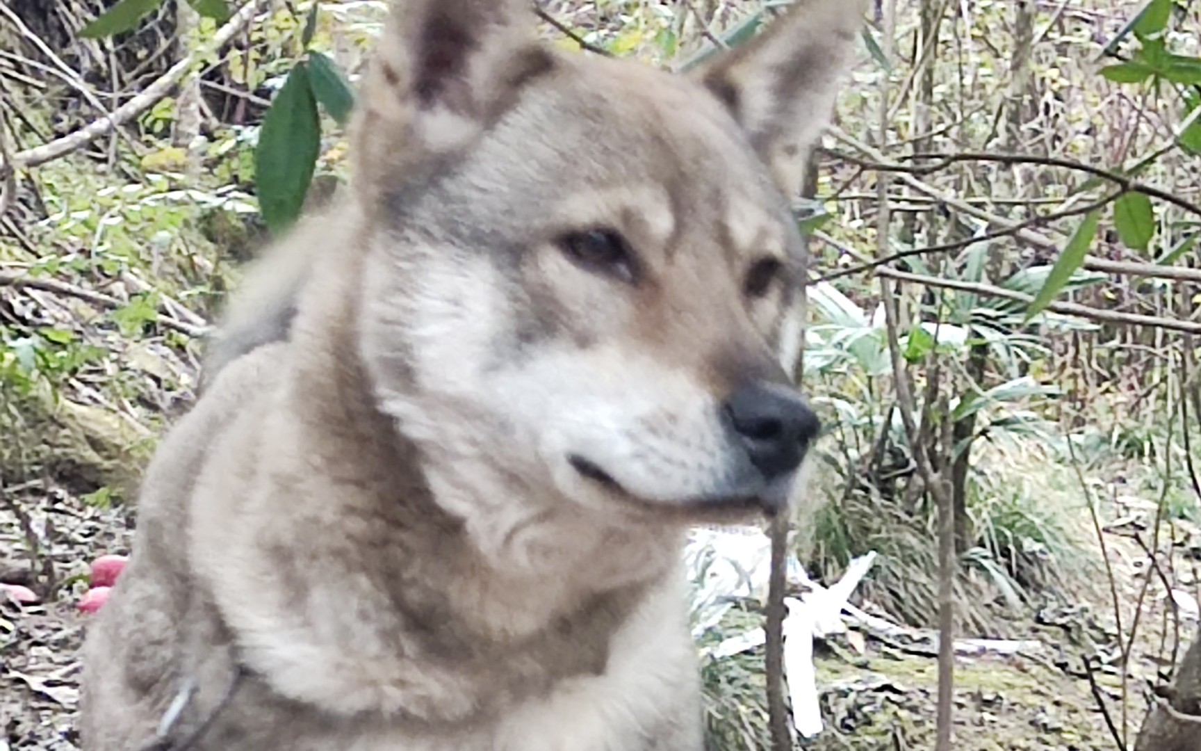 [图]最帅田园犬