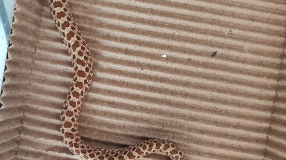 出条小公猪,原色猪鼻蛇3xx出4克多近5克稳冻小苗性格超温顺