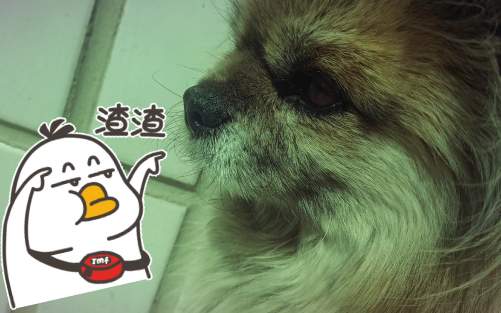 请说你爱我(渣狗心虚)!