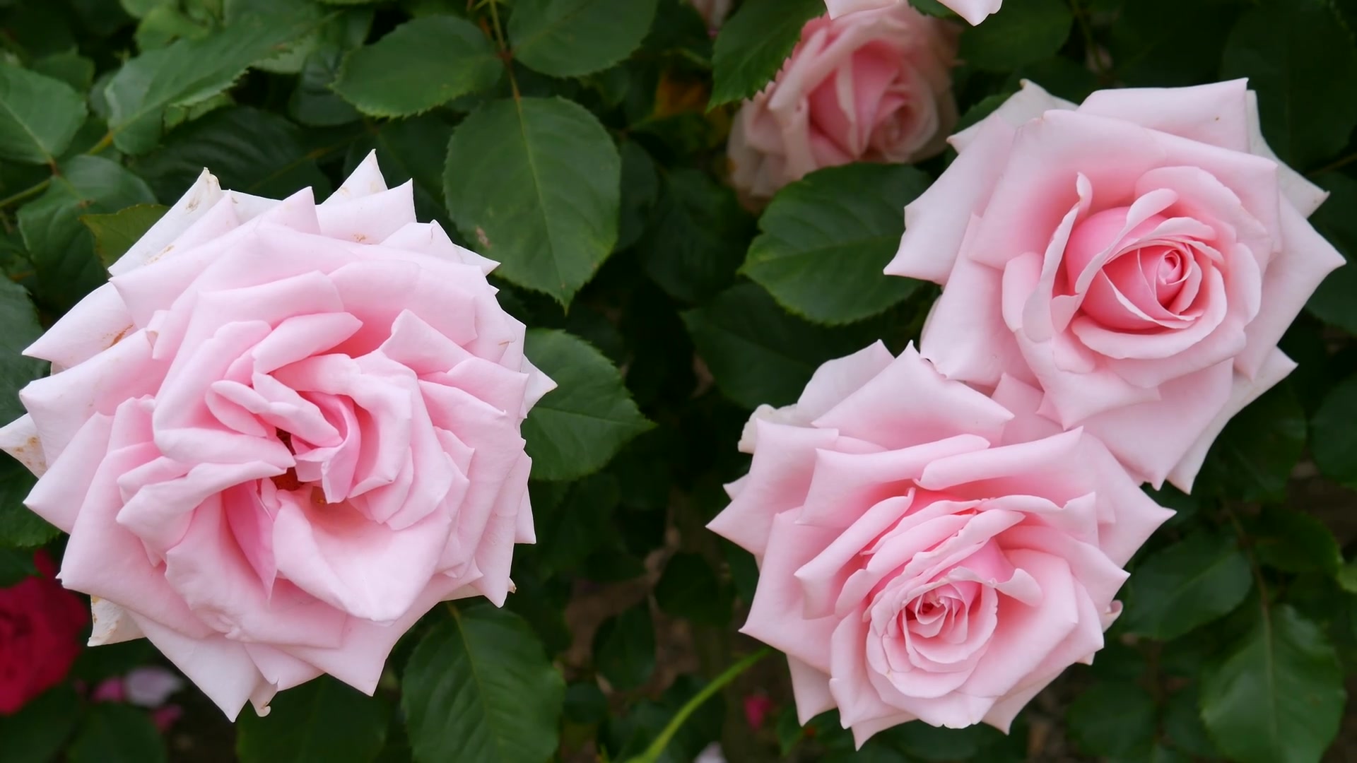 [图]【最美花园】日本玫瑰花园The rose garden of Kayoichou Park, Japan